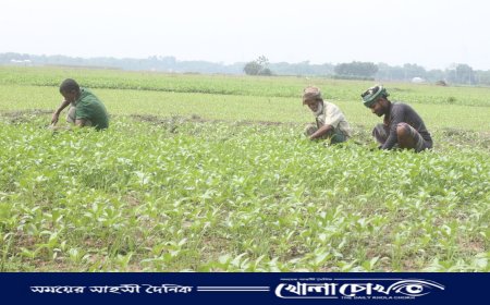 পাটের আবাদে ব্যয় বেড়েছে ৩০ শতাংশ