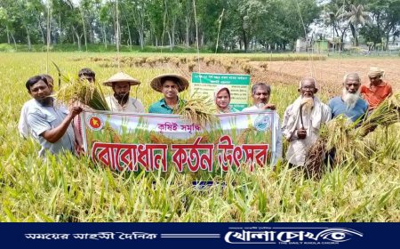 খোকসায় বোরো ধান কর্তন উৎসবের উদ্বোধন উৎপাদনে বাম্পার ফলনের আশায় কৃষকরা