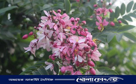 কৃষ্ণচূড়ায় আগুনরঙ, সোনাইলে শান্ত ছোঁয়া বসন্তরঙে রাঙা বেগম রোকেয়া বিশ্ববিদ্যালয়