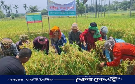 খাগড়াছড়ির মহালছড়ায় নমুনা শস্য কর্তন কর্মসূচির উদ্বোধন
