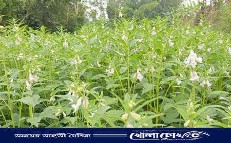 নওগাঁর আত্রাইয়ে তিল চাষে কৃষকদের স্বপ্ন ফের জেগেছে