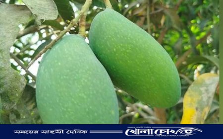 নওগাঁর ‘নাক ফজলি আম’ পেল জিআই পণ্যের স্বীকৃতি