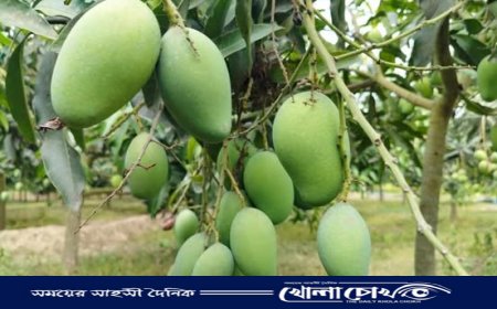 নওগাঁয় খরায় আম চাষে বিপর্যয়ের আশঙ্কা