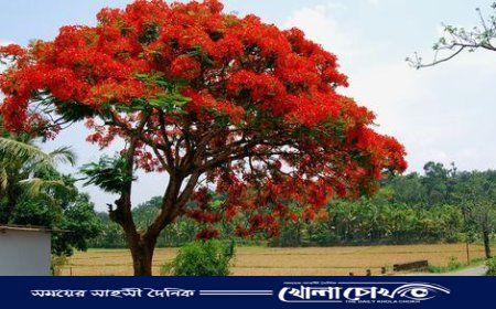 কৃষ্ণচূড়ার রক্তিম রঙে নওগাঁর আত্রাই উপজেলার গ্রীষ্মবিলাস