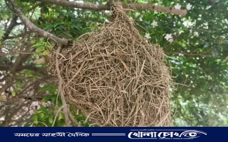 নতুন ঠিকানায় পাখিদের নিবিড় সংসার