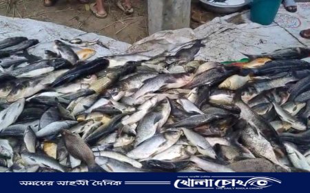 পূর্ব শত্রুতার জেরে পুকুরে বিষ প্রয়োগ, ১৬ লাখ টাকার মাছ নিধন