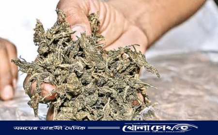 বাগমারায় ডিবির অভিযানে ১৫ কেজি গাঁজাসহ মাদক ব্যবসায়ী গ্রেফতার