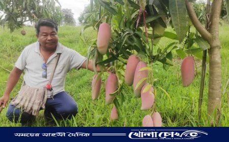 বনজ ফলের রাজ্যে আমের ঝলক, পাহাড়ি কৃষকের বাগানে রঙিন সাফল্য