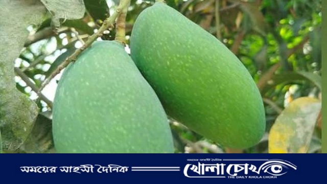 নওগাঁর ‘নাক ফজলি আম’ পেল জিআই পণ্যের স্বীকৃতি