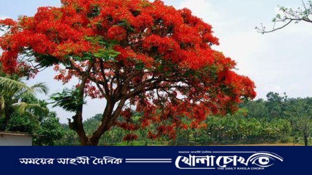 কৃষ্ণচূড়ার রক্তিম রঙে নওগাঁর আত্রাই উপজেলার গ্রীষ্মবিলাস