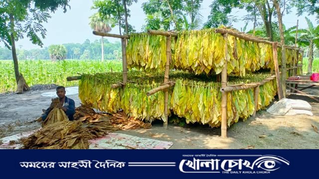 তামাক চাষের বিস্তারে ফরিদপুরে বনাঞ্চল উজাড়, বাড়ছে স্বাস্থ্যঝুঁকি