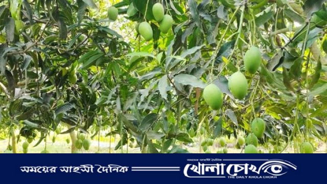 নওগাঁর সুস্বাদু আম বাজারে আসছে ২২ মে থেকে
