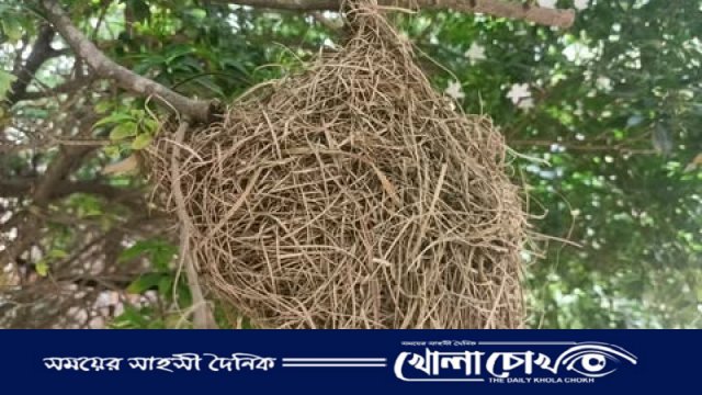 নতুন ঠিকানায় পাখিদের নিবিড় সংসার