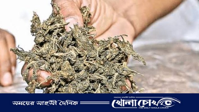 বাগমারায় ডিবির অভিযানে ১৫ কেজি গাঁজাসহ মাদক ব্যবসায়ী গ্রেফতার