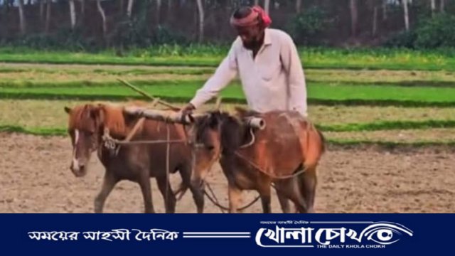 ঘোড়ায় হালচাষ করে জীবিকা নির্বাহ, প্রযুক্তির যুগেও ব্যতিক্রম কৃষক সাত্তার