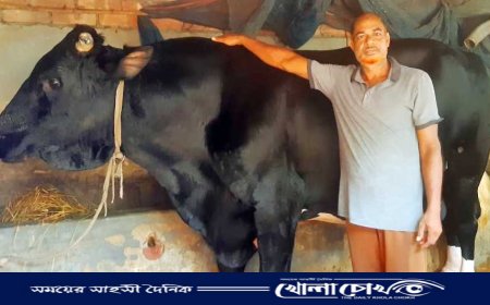 আত্রাইয়ে ৩৬ মনের দানবাকৃতি ষাঁড়, কাঙ্ক্ষিত দাম নিয়ে শঙ্কায় কৃষক জাহাঙ্গীর