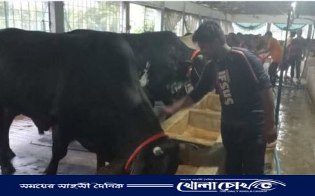 ঈদ-উল আজহা সামনে রেখে ব্রাহ্মণবাড়িয়ায় গবাদি পশুর সমাহার