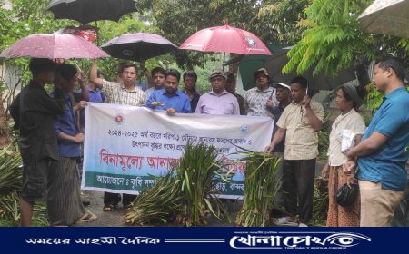 রোয়াংছড়িতে উন্নত জাতের আনারসের চারা বিতরণ