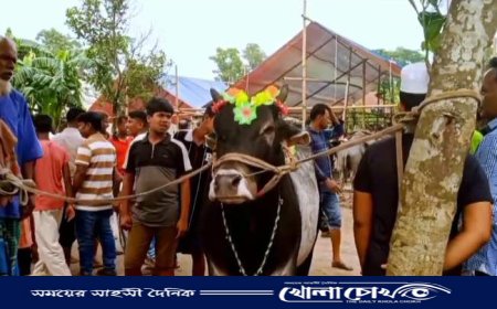 কোরবানি ঈদ উপলক্ষে জমজমাট খিরাতলা কাঞ্চনপুর পশুর হাট