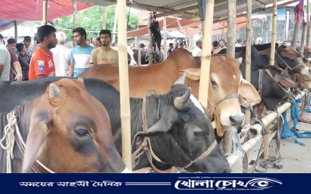 শেষ মুহূর্তে পিরোজপুরে জমে উঠেছে কোরবানির পশুর হাট