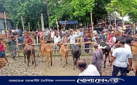 ফরিদপুরের বাগাট হাটে কোরবানির ঈদ ঘিরে শেষ মুহূর্তে জমজমাট গরুর হাট