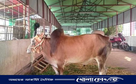 বেরোবিতে প্রথমবারের মতো ঈদুল আজহায় কোরবানির আয়োজন