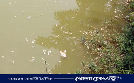 রাণীনগরে যুবদল নেতার পুকুরে বিষ দিয়ে ১৫ লাখ টাকার মাছ নিধনের অভিযোগ