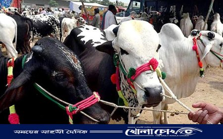 রাজশাহী বিভাগে সর্বাধিক কোরবানি