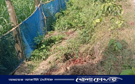 সরকারি কর্মকর্তার সহযোগিতায় রাস্তার সরকারি গাছ কর্তন, ধামাচাপার চেষ্টা