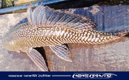কর্ণফুলী নদীতে জেলের জালে ধরা পড়ল রাক্ষুসে ‘সাকার মাউথ ক্যাটফিশ’