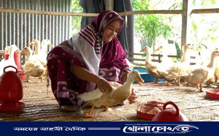 কামরুল নাহারের খামারে ‘পিকিং স্টার ১৩’ হাঁস, বদলে দিল জীবনের গল্প