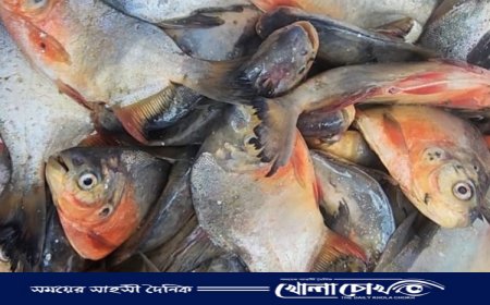 নাসিরনগরে নিষিদ্ধ পিরানহা মাছ জব্দ, ৫ হাজার টাকা জরিমানা