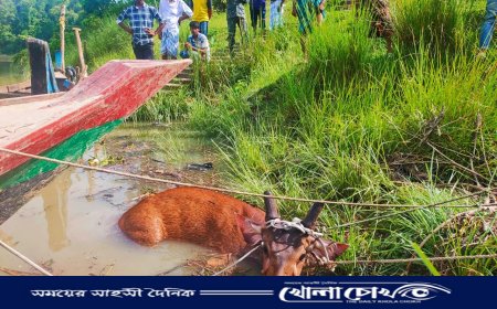 কর্ণফুলী নদী থেকে উদ্ধার সাম্বার হরিণটি চিকিৎসাধীন অবস্থায় মারা গেল