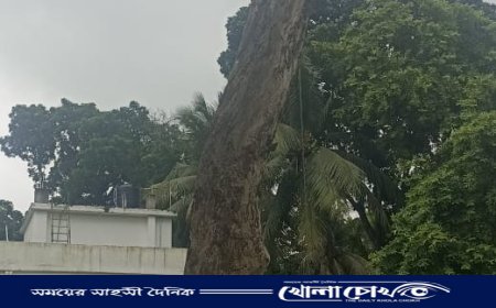 টেন্ডার ছাড়াই সরকারি গাছ কাটার অভিযোগ