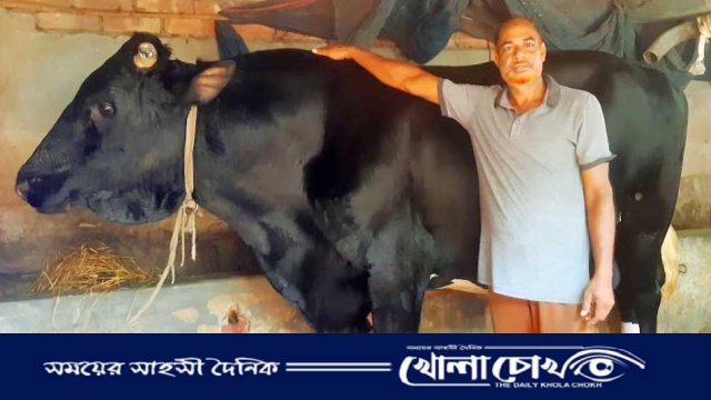 আত্রাইয়ে ৩৬ মনের দানবাকৃতি ষাঁড়, কাঙ্ক্ষিত দাম নিয়ে শঙ্কায় কৃষক জাহাঙ্গীর
