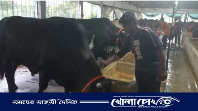 ঈদ-উল আজহা সামনে রেখে ব্রাহ্মণবাড়িয়ায় গবাদি পশুর সমাহার