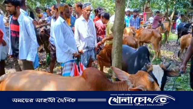 ঈদের আমেজে জমজমাট খিরাতলা কাঞ্চনপুর গরুর বাজার