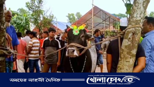কোরবানি ঈদ উপলক্ষে জমজমাট খিরাতলা কাঞ্চনপুর পশুর হাট