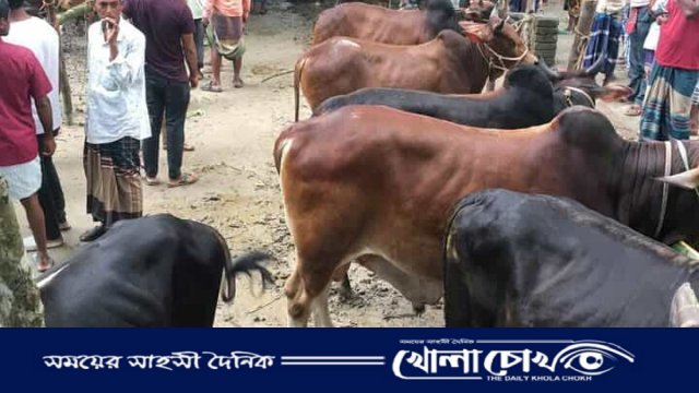 ভোর থেকেই জমে উঠেছে ভাটপাড়া বাজারের কোরবানির পশুর হাট