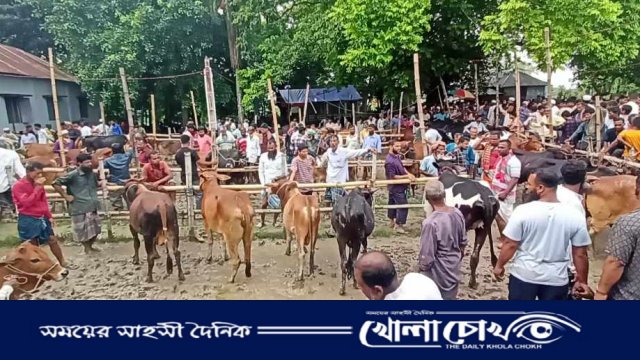 ফরিদপুরের বাগাট হাটে কোরবানির ঈদ ঘিরে শেষ মুহূর্তে জমজমাট গরুর হাট