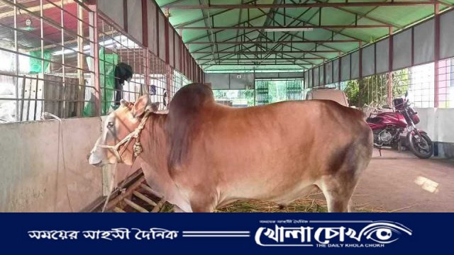 বেরোবিতে প্রথমবারের মতো ঈদুল আজহায় কোরবানির আয়োজন