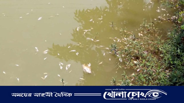রাণীনগরে যুবদল নেতার পুকুরে বিষ দিয়ে ১৫ লাখ টাকার মাছ নিধনের অভিযোগ