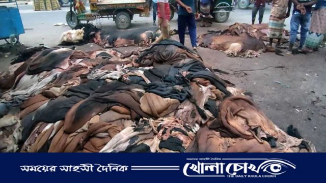 নওগাঁয় ৬ কোটি টাকার চামড়ার বাণিজ্য, লবণ খোলাবাজারে বিক্রির অভিযোগ