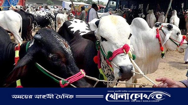 রাজশাহী বিভাগে সর্বাধিক কোরবানি