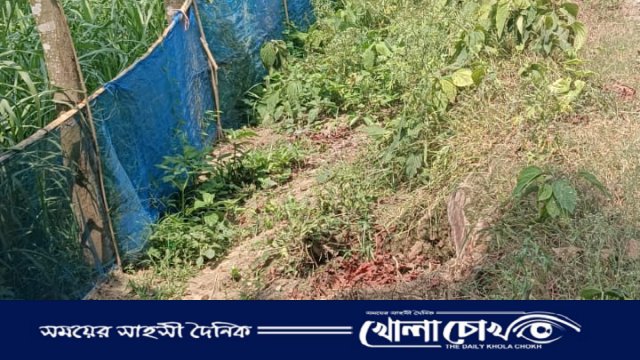 সরকারি কর্মকর্তার সহযোগিতায় রাস্তার সরকারি গাছ কর্তন, ধামাচাপার চেষ্টা