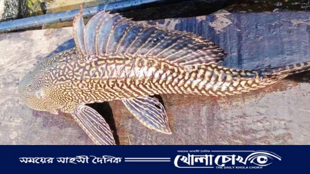 কর্ণফুলী নদীতে জেলের জালে ধরা পড়ল রাক্ষুসে ‘সাকার মাউথ ক্যাটফিশ’
