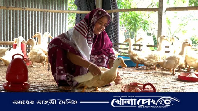 কামরুল নাহারের খামারে ‘পিকিং স্টার ১৩’ হাঁস, বদলে দিল জীবনের গল্প