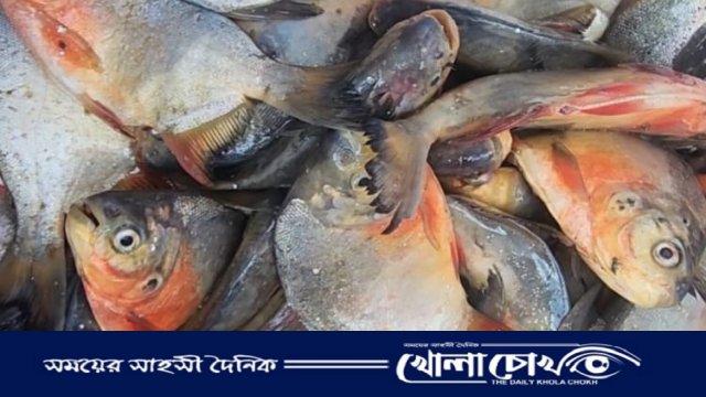 নাসিরনগরে নিষিদ্ধ পিরানহা মাছ জব্দ, ৫ হাজার টাকা জরিমানা