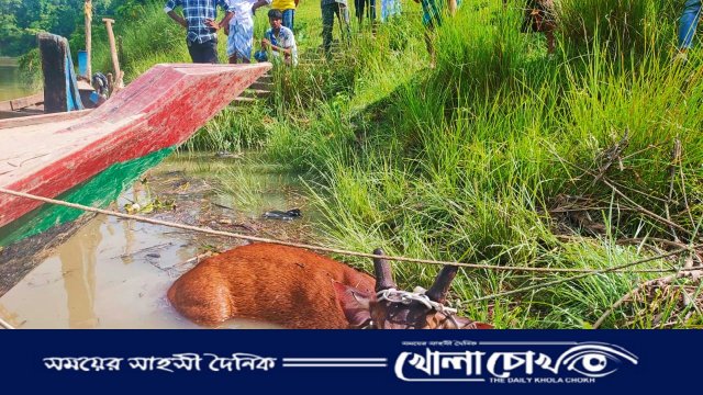 কর্ণফুলী নদী থেকে উদ্ধার সাম্বার হরিণটি চিকিৎসাধীন অবস্থায় মারা গেল