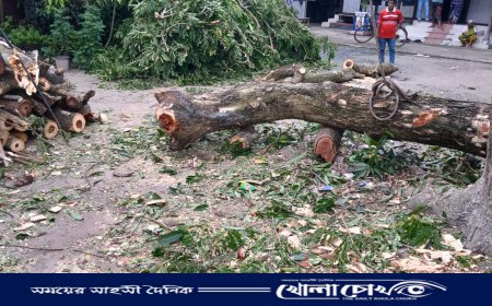 শ্রীনগরে বিরোধপূর্ণ জমির গাছ কেটে নেওয়ার অভিযোগ, হুমকির শিকার নারী